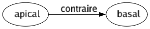 Contraire de Apical : Basal 