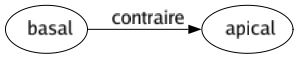 Contraire de Basal : Apical 