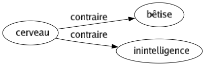 Contraire de Cerveau : Bêtise Inintelligence 