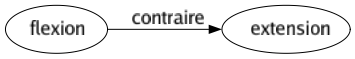 Contraire de Flexion : Extension 