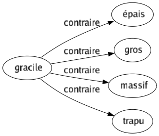 Contraire de Gracile : Épais Gros Massif Trapu 