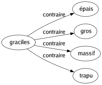 Contraire de Graciles : Épais Gros Massif Trapu 