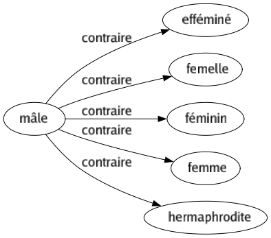 Contraire de Mâle : Efféminé Femelle Féminin Femme Hermaphrodite 