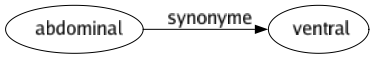 Synonyme de Abdominal : Ventral 