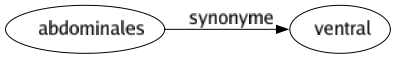 Synonyme de Abdominales : Ventral 