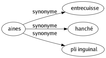 Synonyme de Aines : Entrecuisse Hanché Pli inguinal 