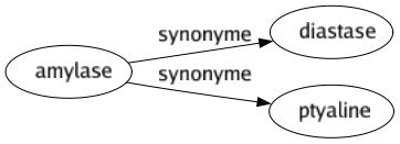 Synonyme de Amylase : Diastase Ptyaline 