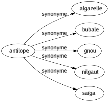 Synonyme de Antilope : Algazelle Bubale Gnou Nilgaut Saïga 