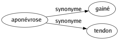 Synonyme de Aponévrose : Gainé Tendon 