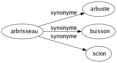 Synonyme de Arbrisseau : Arbuste Buisson Scion 