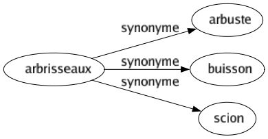 Synonyme de Arbrisseaux : Arbuste Buisson Scion 