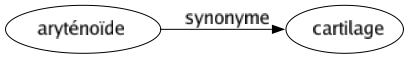 Synonyme de Aryténoïde : Cartilage 