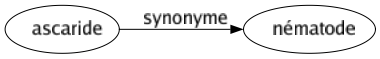 Synonyme de Ascaride : Nématode 