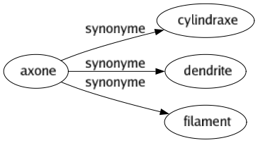 Synonyme de Axone : Cylindraxe Dendrite Filament 