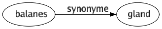 Synonyme de Balanes : Gland 