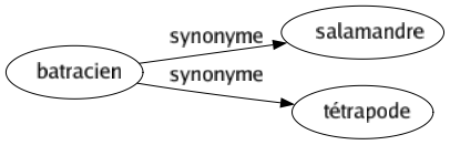 Synonyme de Batracien : Salamandre Tétrapode 