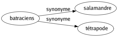 Synonyme de Batraciens : Salamandre Tétrapode 