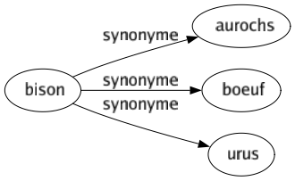 Synonyme de Bison : Aurochs Boeuf Urus 