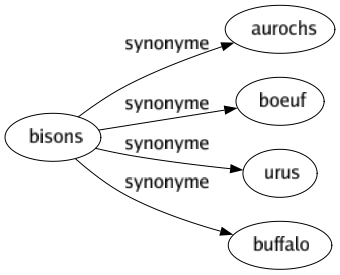 Synonyme de Bisons : Aurochs Boeuf Urus Buffalo 