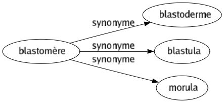 Synonyme de Blastomère : Blastoderme Blastula Morula 