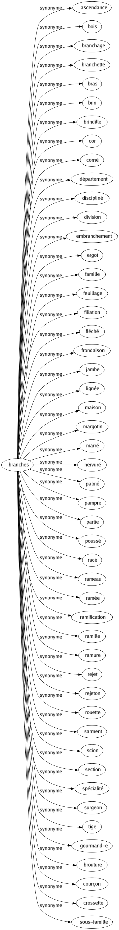 Synonyme de Branches : Ascendance Bois Branchage Branchette Bras Brin Brindille Cor Corné Département Discipliné Division Embranchement Ergot Famille Feuillage Filiation Fléché Frondaison Jambe Lignée Maison Margotin Marré Nervuré Palmé Pampre Partie Poussé Racé Rameau Ramée Ramification Ramille Ramure Rejet Rejeton Rouette Sarment Scion Section Spécialité Surgeon Tige Gourmand-e Brouture Courçon Crossette Sous-famille 