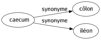 Synonyme de Caecum : Côlon Iléon 