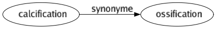 Synonyme de Calcification : Ossification 