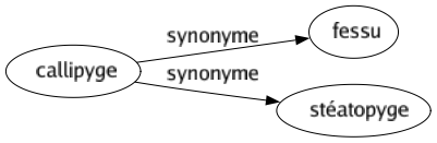 Synonyme de Callipyge : Fessu Stéatopyge 