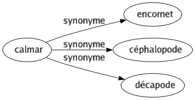 Synonyme de Calmar : Encornet Céphalopode Décapode 