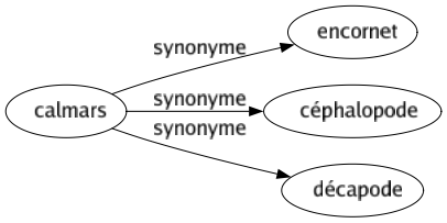 Synonyme de Calmars : Encornet Céphalopode Décapode 