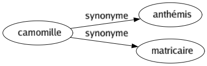 Synonyme de Camomille : Anthémis Matricaire 