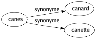 Synonyme de Canes : Canard Canette 