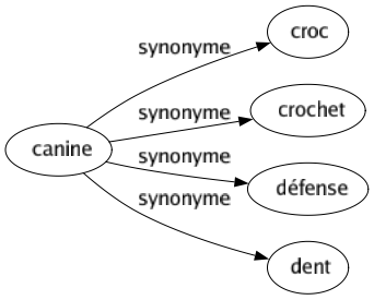 Synonyme de Canine : Croc Crochet Défense Dent 