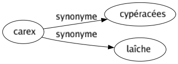 Synonyme de Carex : Cypéracées Laîche 