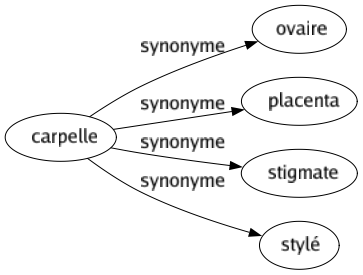 Synonyme de Carpelle : Ovaire Placenta Stigmate Stylé 