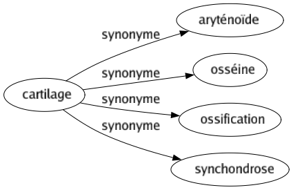 Synonyme de Cartilage : Aryténoïde Osséine Ossification Synchondrose 