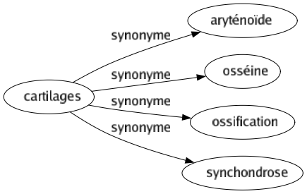 Synonyme de Cartilages : Aryténoïde Osséine Ossification Synchondrose 