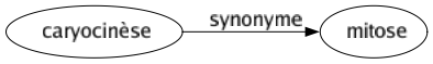 Synonyme de Caryocinèse : Mitose 