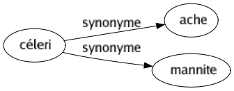 Synonyme de Céleri : Ache Mannite 