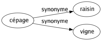 Synonyme de Cépage : Raisin Vigne 