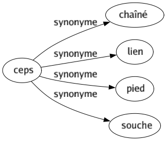 Synonyme de Ceps : Chaîné Lien Pied Souche 