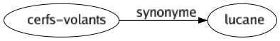 Synonyme de Cerfs-volants : Lucane 