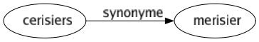 Synonyme de Cerisiers : Merisier 