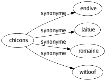 Synonyme de Chicons : Endive Laitue Romaine Witloof 