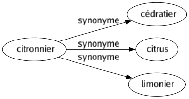 Synonyme de Citronnier : Cédratier Citrus Limonier 