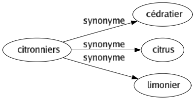 Synonyme de Citronniers : Cédratier Citrus Limonier 