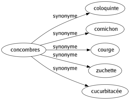 Synonyme de Concombres : Coloquinte Cornichon Courge Zuchette Cucurbitacée 