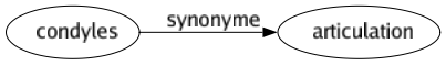 Synonyme de Condyles : Articulation 