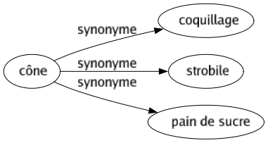 Synonyme de Cône : Coquillage Strobile Pain de sucre 