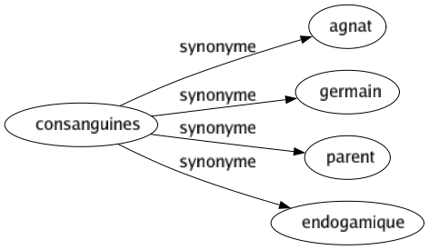 Synonyme de Consanguines : Agnat Germain Parent Endogamique 